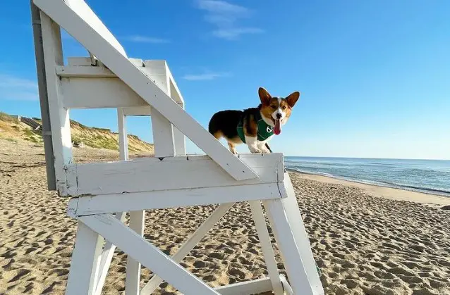 Marconi Beach dog friendly