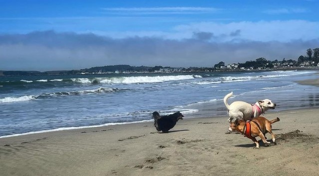 Mirada Surf Beach dog friendly