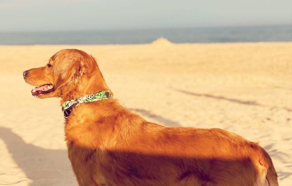 Montauk Beaches dog friendly