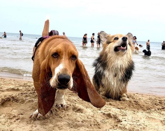 Montrose Dog Beach dog friendly