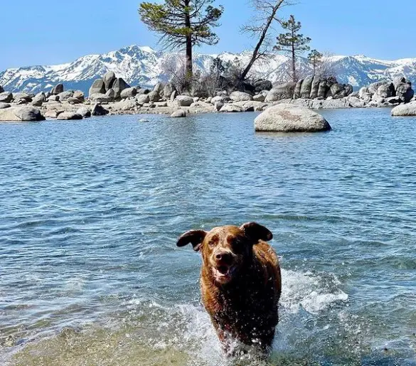 North Beach at Zephyr Cove Resort dog friendly