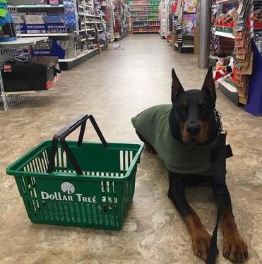 are dogs allowed at dollar tree