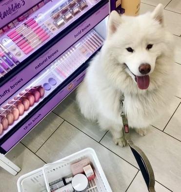 does ulta allow dogs