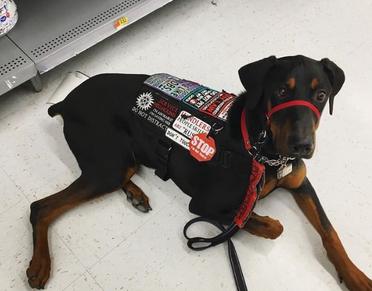 can service dogs go in walmart