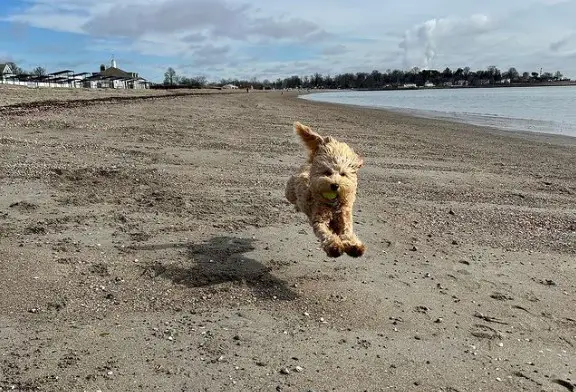 The 7 Most Dog-friendly Beaches In Connecticut 2024