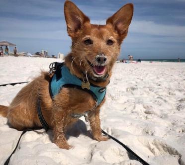 can you take dogs on pensacola beach