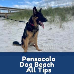 Pensacola Dog Beach