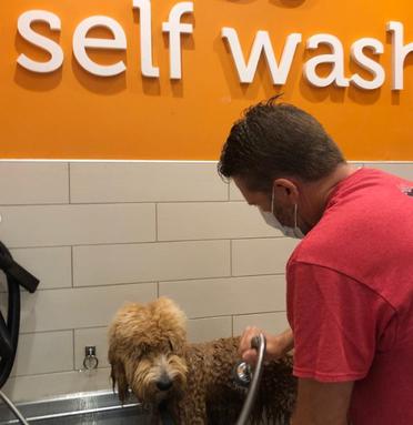 how much is petco self service dog wash