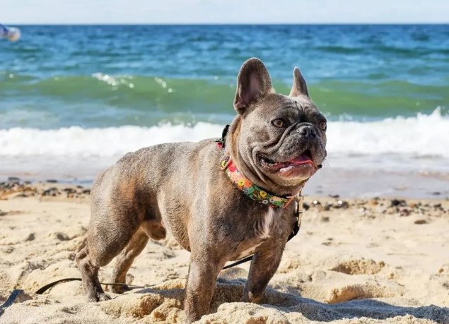 Race Point Beach dog friendly