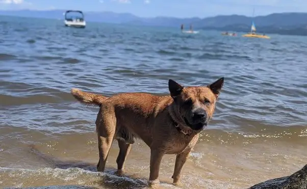 Regan Beach Tahoe dog friendly