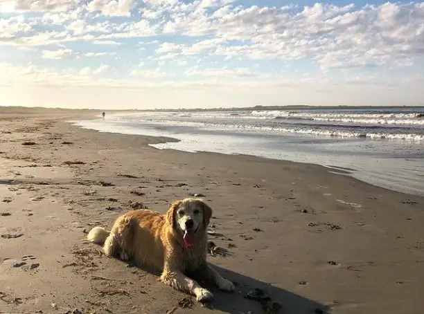 8 Best Dog-Friendly Beaches In Rhode Island 2023