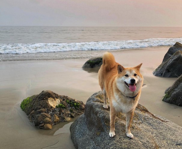 Summerland-Beach-dog-friendly