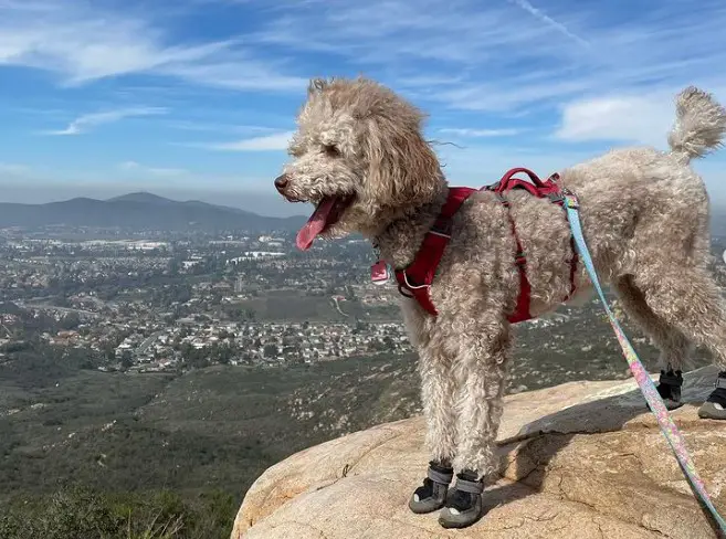 Twin Peaks Trail Dog-Friendly Hikes