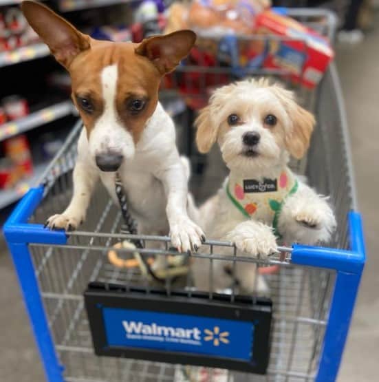 Walmart-Allow-Dogs