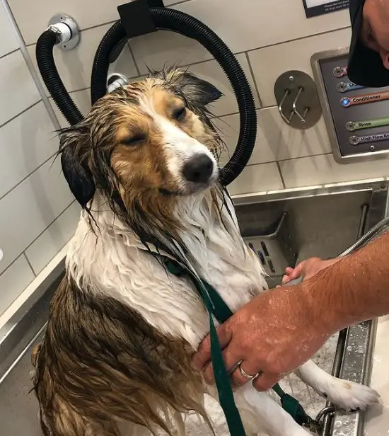 How Do You Use A Petco Self Serve Dog Wash Station