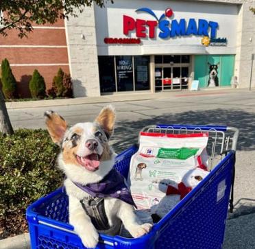 does petsmart allow dogs