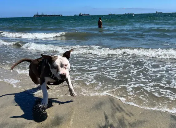 dog-friendly Rosie's Dog Beach 