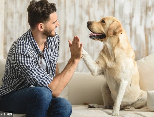 pet-friendly rehab