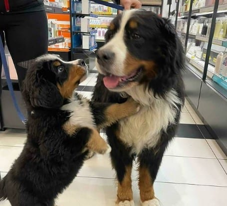 Are All Service Animals Allowed In Sephora