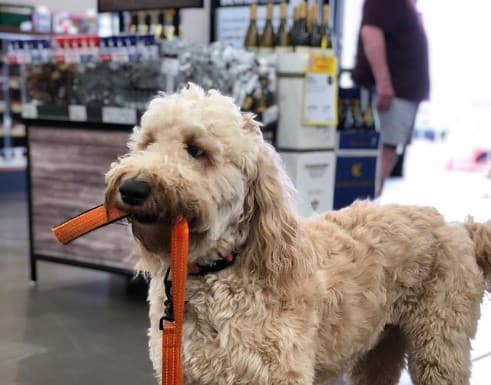 BevMo Service Dog Policy