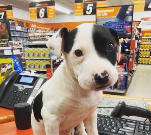 Does AutoZone Allow Dogs 