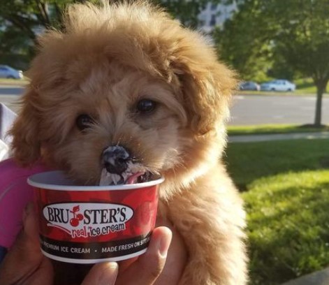 Does Bruster's Real Ice Cream Allow Dogs