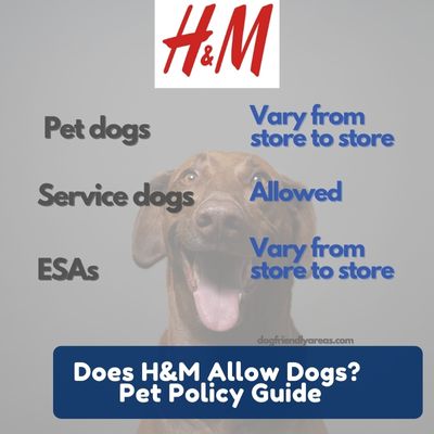 Does H&M Allow Dogs