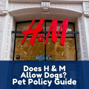 Does H&M Allow Dogs