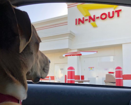 Does In-N-Out Burger Allow Dogs