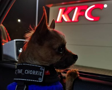 Does KFC Allow Dogs