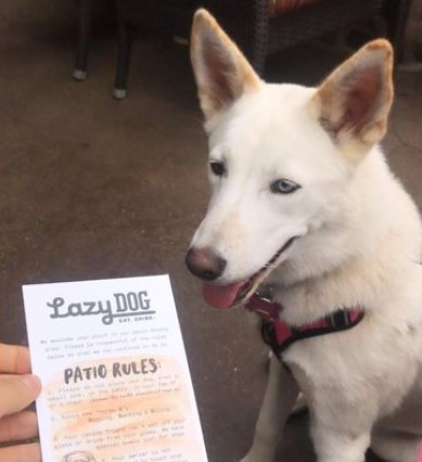 Does Lazy Dog Restaurant & Bar Allow Dogs