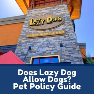 Does Lazy Dog Allow Dogs