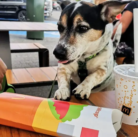 Does McDonald's Allow Dogs