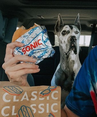 Does Sonic Drive-In Allow Dogs