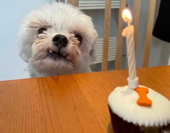 Does Sprinkles Cupcakes Allow Dogs