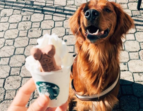 Does Starbucks Allow Dogs