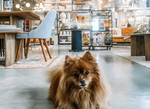 Does West Elm Allow Dogs Inside