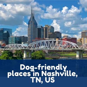 Dog-friendly places in Nashville