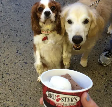 Is Bruster's Real Ice Cream Dog Friendly