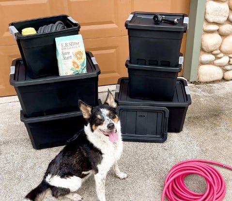 Is Container Store Dog Friendly