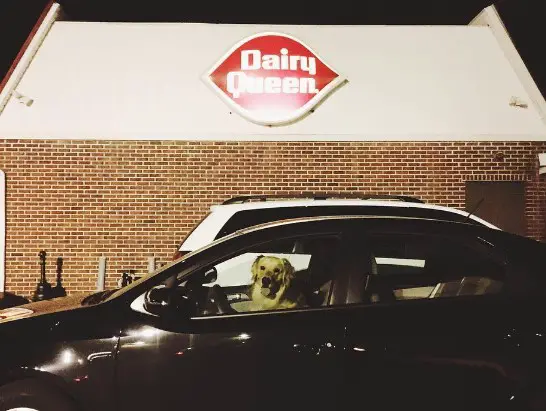 Is Dairy Queen Dog Friendly