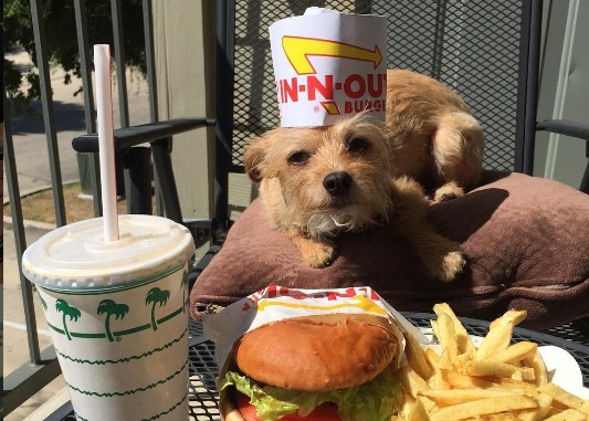 Is In-N-Out Burger Dog Friendly