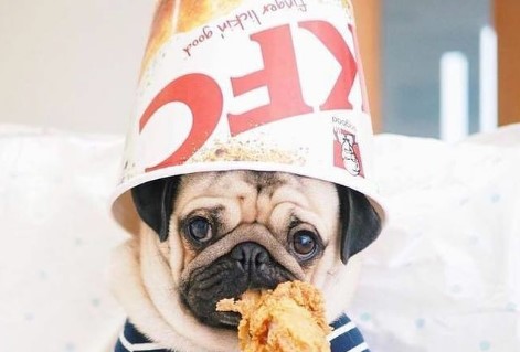 Is KFC Dog Friendly