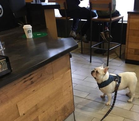 is starbucks dog friendly