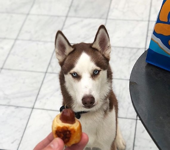 Does-Auntie-Annes-Allow-Dogs