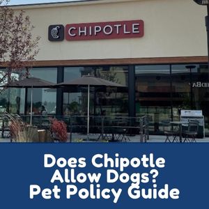 Does Chipotle Allow Dogs