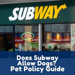 Does Subway Allow Dogs