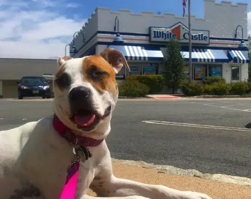 Does White Castle Allow Dogs