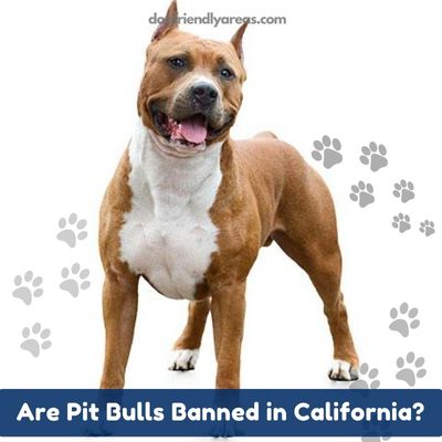 Are Pit Bulls Banned in California