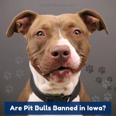 Are Pit Bulls Banned in Iowa